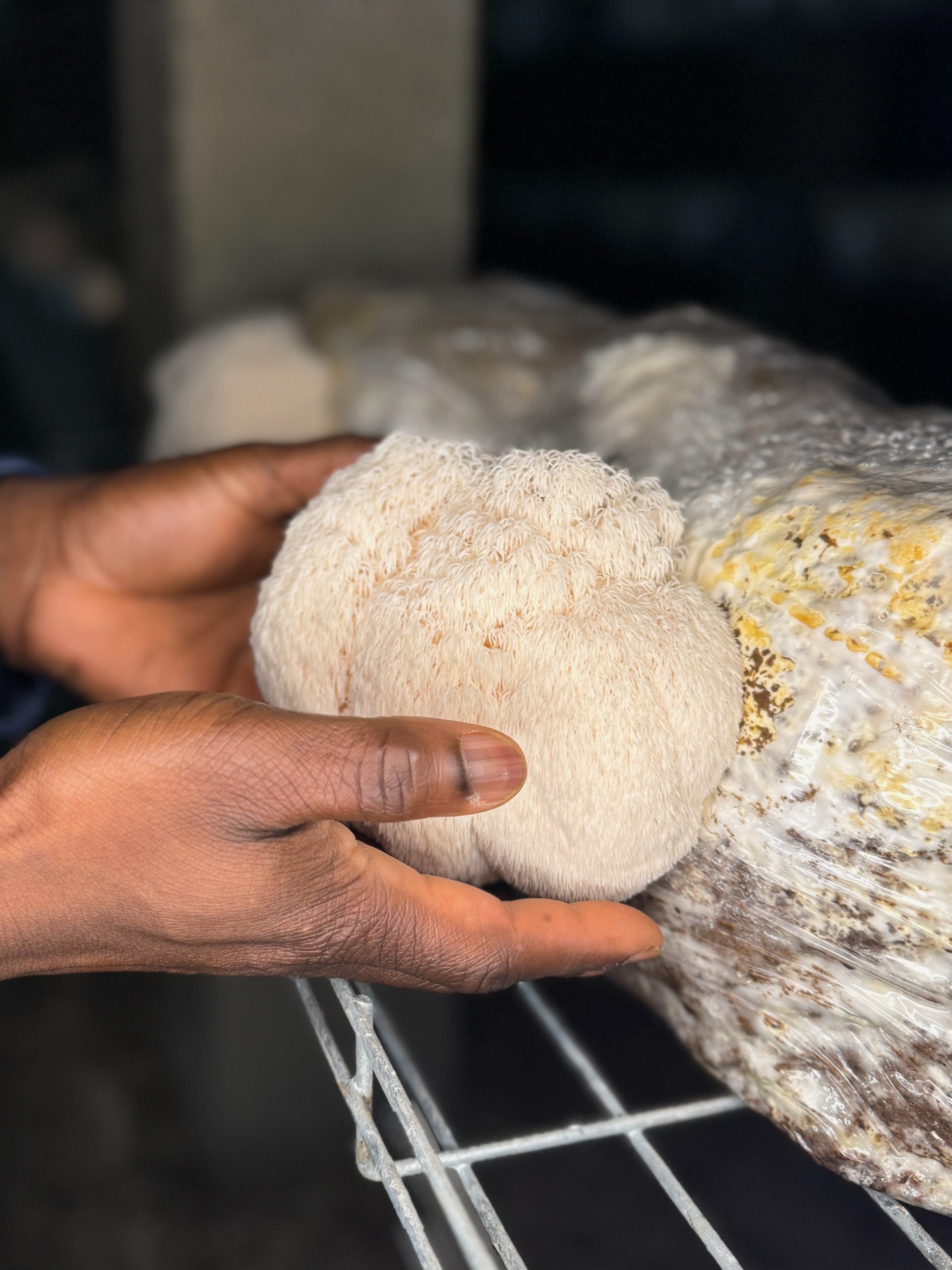 Lion's mane Bio 1Kg – Image 2