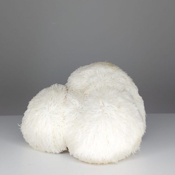 Lion's mane Bio 1Kg