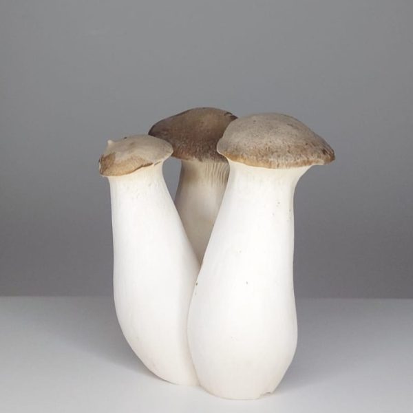 Pleurote de Panicaut Bio 1Kg