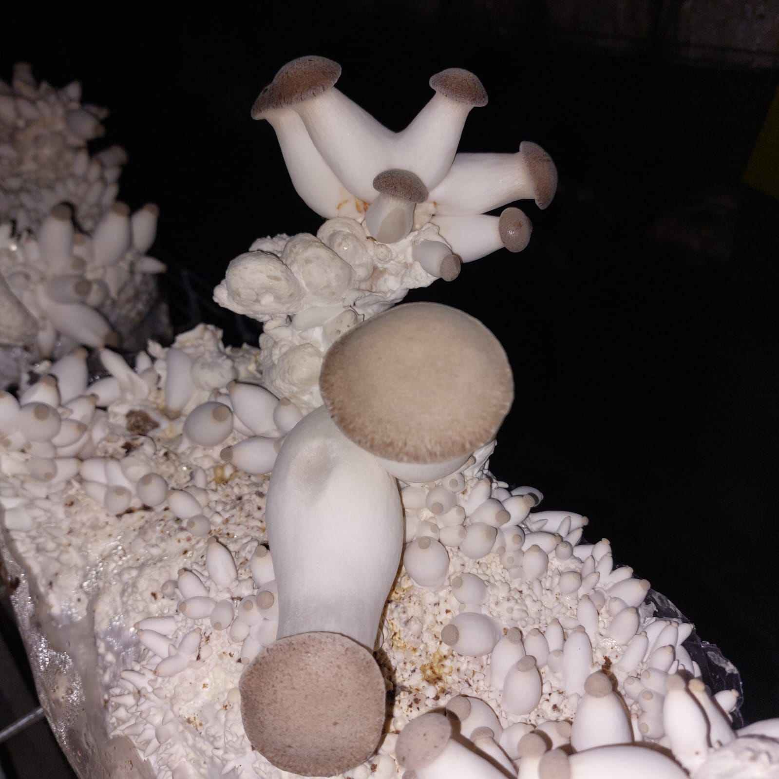 Kit de culture Eryngii (Pleurote de Panicaut) – Image 3