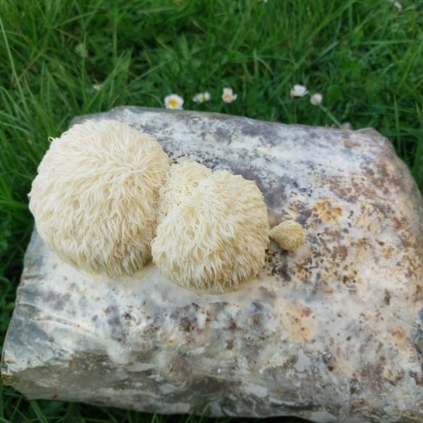 Kit de culture Lion's Mane