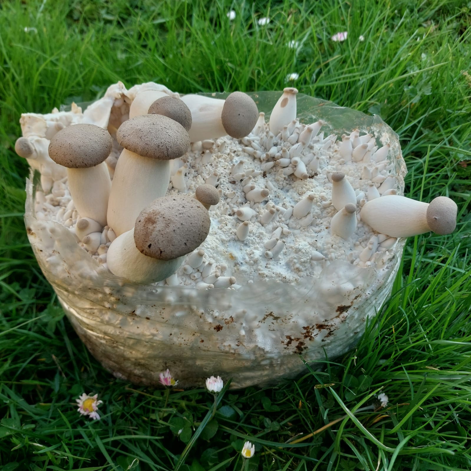 Kit de culture Eryngii (Pleurote de Panicaut)